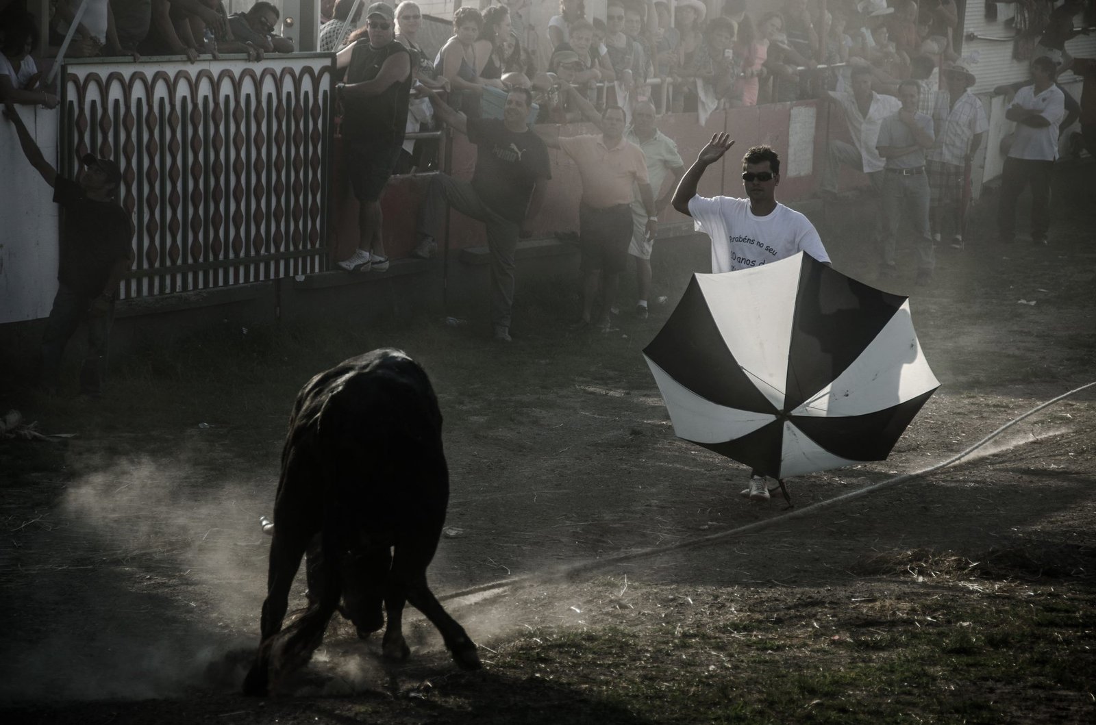 No Bull Photo